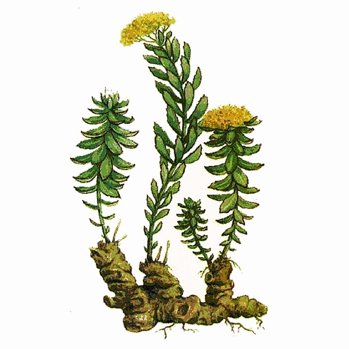Extrato rosa rhodiola como parte do gel zxcvbnmqwert